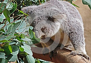 Australian Koala Phascolarctidae