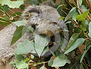 Australian Koala Phascolarctidae