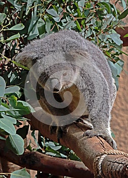 Australian Koala Phascolarctidae