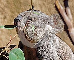 Australian Koala Phascolarctidae