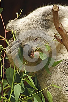 Australian Koala Phascolarctidae