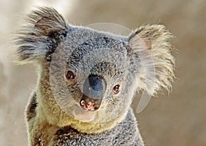 Australian Koala Phascolarctidae