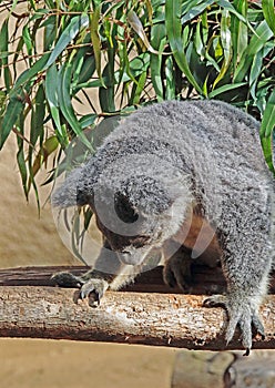 Australian Koala Phascolarctidae