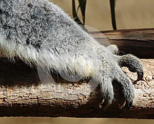 Australian Koala Phascolarctidae