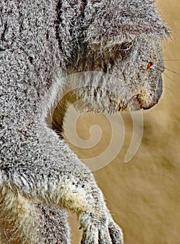 Australian Koala Phascolarctidae