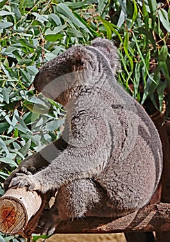 Australian Koala Phascolarctidae