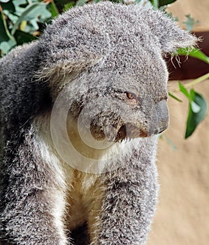 Australian Koala Phascolarctidae