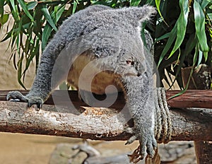 Australian Koala Phascolarctidae