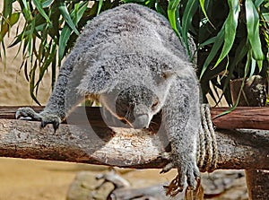 Australian Koala Phascolarctidae