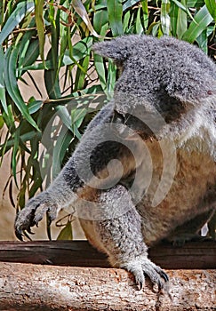 Australian Koala Phascolarctidae