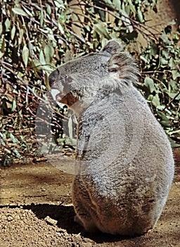 Australian Koala Phascolarctidae