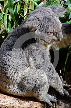 Australian Koala Phascolarctidae