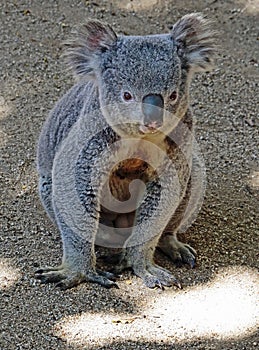 Australian Koala Phascolarctidae