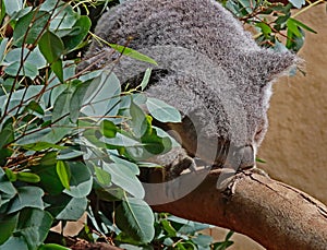 Australian Koala Phascolarctidae