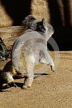 Australian Koala Phascolarctidae