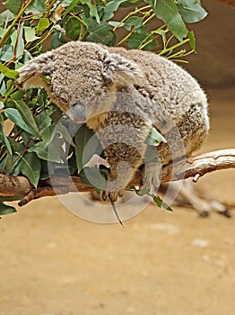 Australian Koala Phascolarctidae