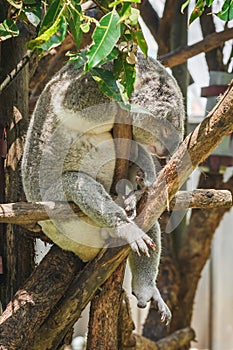 Australian koala (Phascolarctos cinereus) is a species of mammal, an arboreal herbivore.