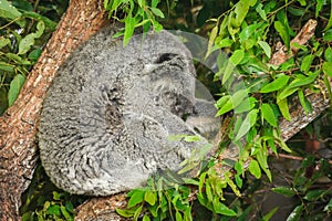 Australian koala (Phascolarctos cinereus) is a species of mammal, an arboreal herbivore.The animal sits on a tree