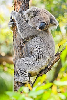 Australian koala (Phascolarctos cinereus) is a species of mammal, an arboreal herbivore. The animal sits on a tree