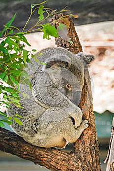 Australian koala (Phascolarctos cinereus) is a species of mammal, an arboreal herbivore. The animal sits on a tree