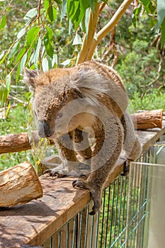 Australian Koala Phillip Island