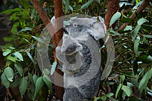 Australian Koala with it`s baby.