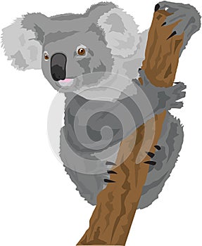 Australian Koala on a tree