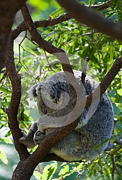 Australian koala in a tree