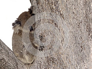 australian Koala in tree