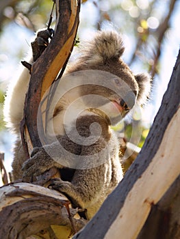 Australian Koala on a tree