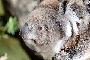 Australian koala on a tree close-up