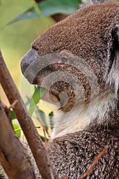 Australian Koala Up A Tree