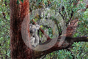 Australian Koala wild & free in big old gum tree