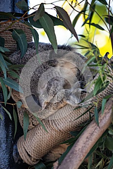 Australian koalas photo