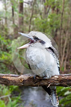 Australian Kookaburra