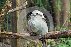 Australian Kookaburra