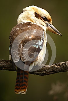 Australian Kookaburra