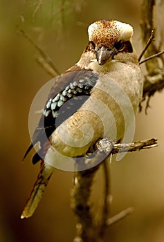 Australian Kookaburra