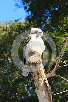 Australian Kookaburra bird sitting on tree branch