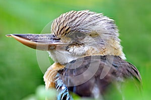 Australian Kookaburra - Dacelo novaeguineae.