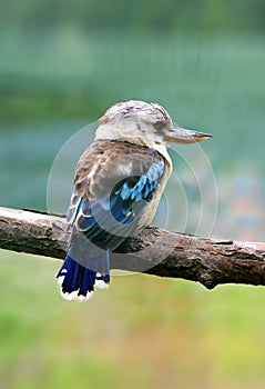 Australian Kookaburra - Dacelo novaeguineae. Largest kingfisher bird.