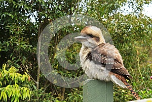Australian kookaburra on garden post
