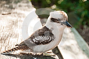 Australian kookaburra by itself resting outdoors during the day in Queensland