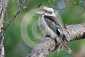 Australian Kookaburra