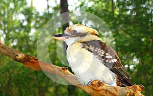 Australian Kookaburra