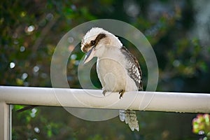 Australian Kookaburra perching on a railing
