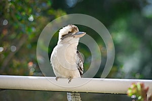 Australian Kookaburra perching on a railing