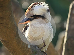 Australian Kookaburra portrait