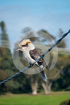 An Australian kookaburra on a powerline