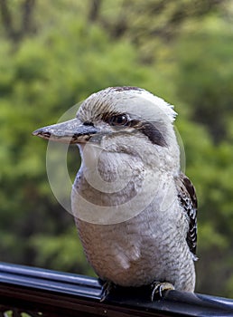 Australian Kookaburra on a Railing